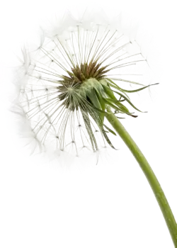 Imagen PNG para descargar